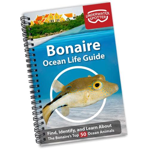 BONAIRE OCEAN LIFE GUIDE