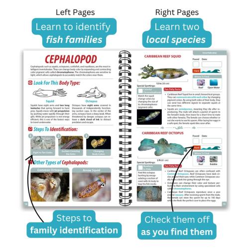 BONAIRE OCEAN LIFE GUIDE