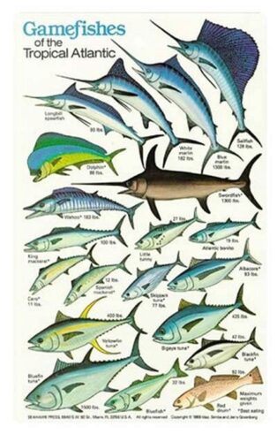 GAMEFISH AND TROPICAL ATLANTIC - ID CARD