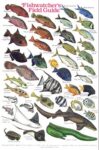 FISHWATCHERS FIELD GUIDE - ID CARD