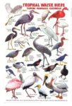 TROPICAL WATER BIRDS - ID CARD