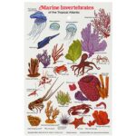 MARINE INVERTEBRATE FIELD GUIDE - ID CARD