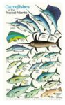 GAMEFISH AND TROPICAL ATLANTIC - ID CARD