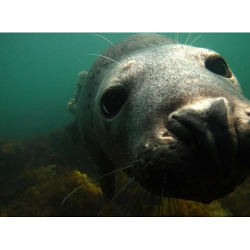 New England Seal Diver Specialty