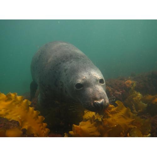 New England Seal Diver Specialty