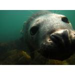 New England Seal Diver Specialty