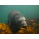 New England Seal Diver Specialty