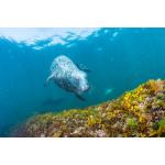 New England Seal Diver Specialty