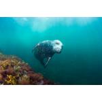 New England Seal Diver Specialty