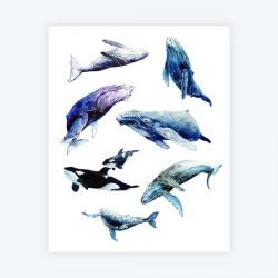 Whale Set Art Print