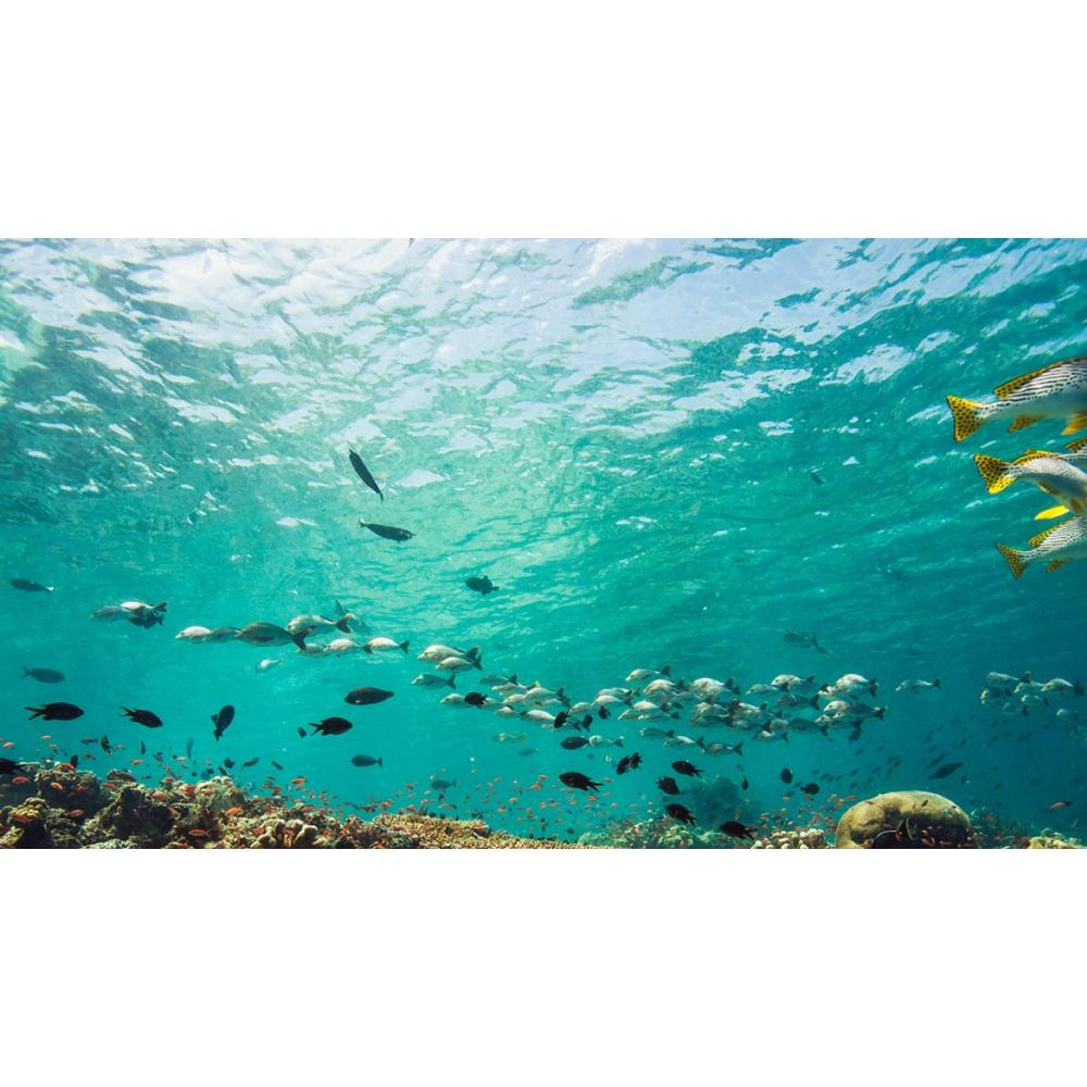 PADI Fish Identification