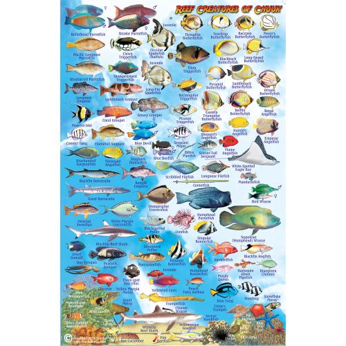 Fish ID Card - Chuuk Lagoon