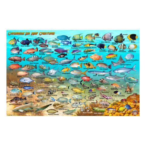 Fish ID Card - Caribbean Sea