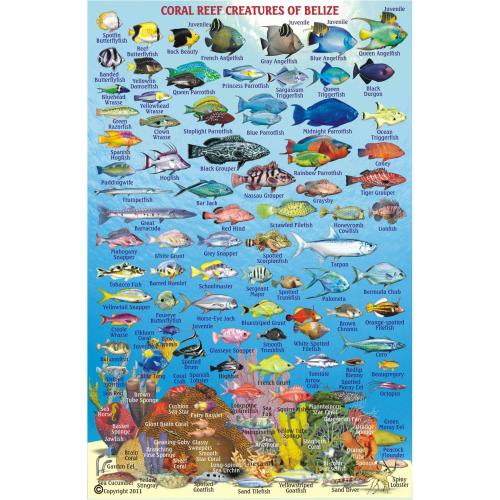 Fish ID Card - Belize