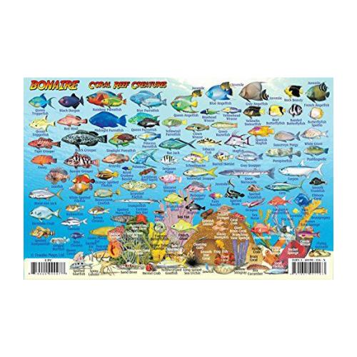 Fish ID Card - Bonaire