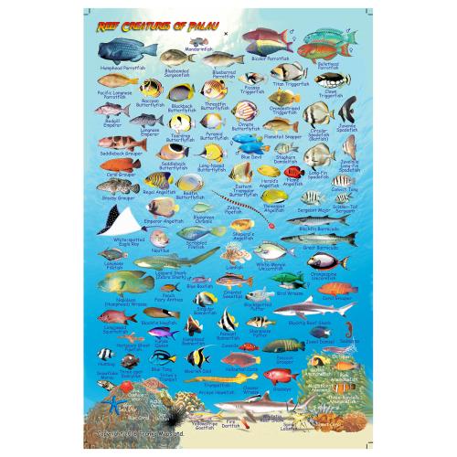 Fish ID Card - Palau