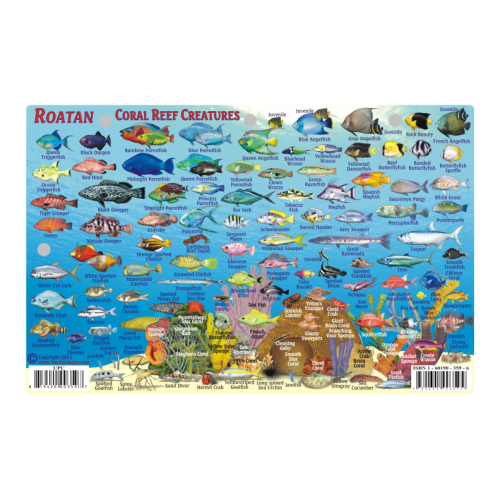 Fish ID Card - Roatan