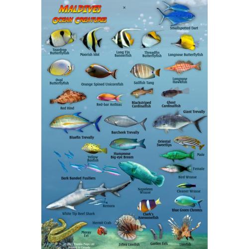 Mini Fish ID Card - Maldives