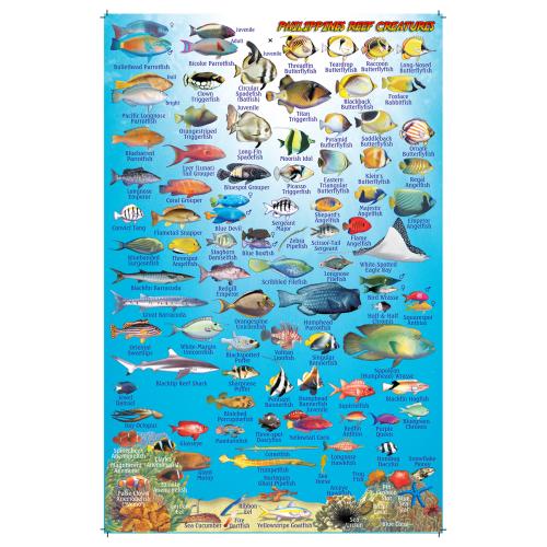 Fish ID Card - Philippines