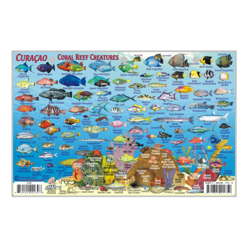 Fish ID Card - Curacao