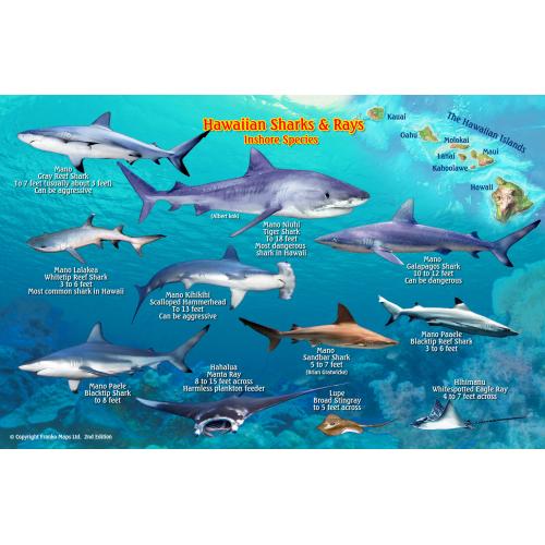 Fish ID Card - Hawaiian Sharks & Rays