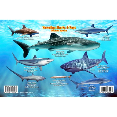 Fish ID Card - Hawaiian Sharks & Rays