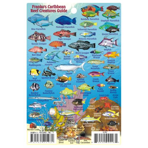 Fish ID Card - Caribbean Sharks & Rays