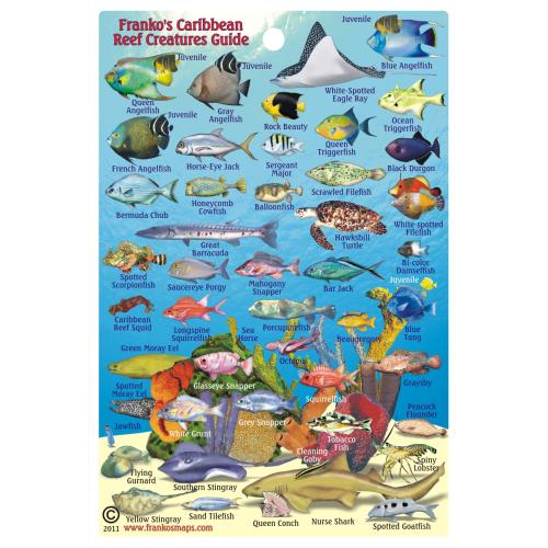 Fish ID Card - Caribbean Sharks & Rays
