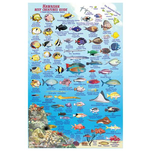Fish ID Card - Kaua'i