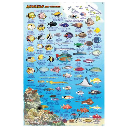 Fish ID Card - Hawaii Big Island