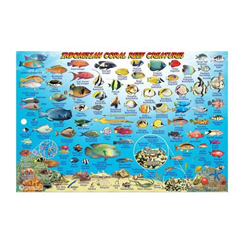 Fish ID Card - Bali