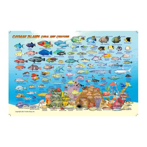 Fish ID Card - Cayman Islands
