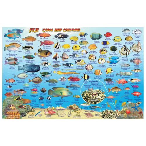 Fish ID Card - Fiji