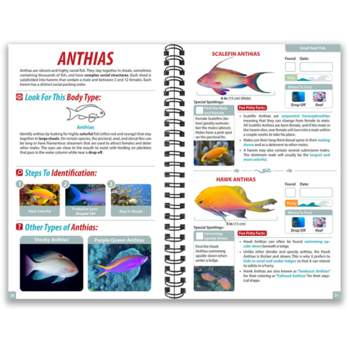 Ocean Live Guide - Fiji