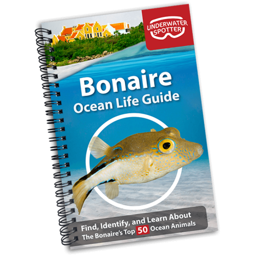 Ocean Life Guide - Bonaire