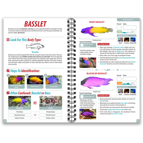 Ocean Life Guide - Belize