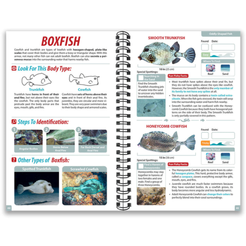 Ocean Life Guide - Cozumel