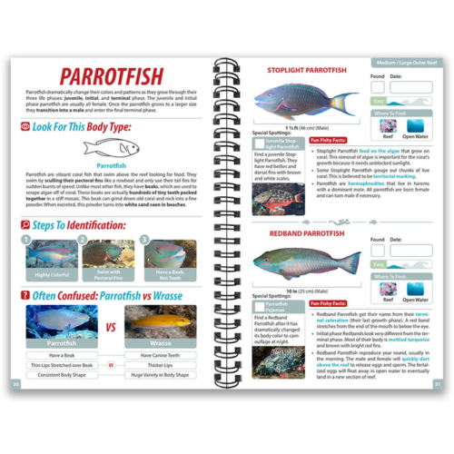 Ocean Life Guide - Caribbean