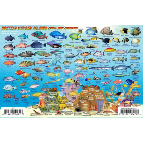 Fish ID Card - British Virgin Islands