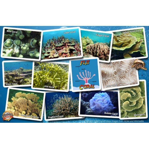 Fish ID Card - Fiji Coral