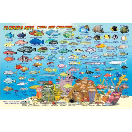 Fish ID Card - Florida Keys