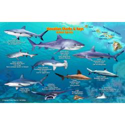 Fish ID Card - Hawaiian Sharks & Rays