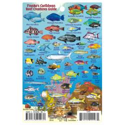 Fish ID Card - Caribbean Sharks & Rays
