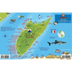 Fish ID Card - Cozumel