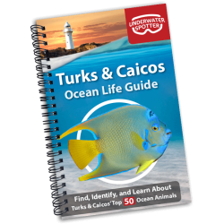 Ocean Life Guide