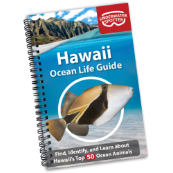 Ocean Life Guide - Hawaii
