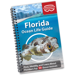 Oceal Life Guide - Florida