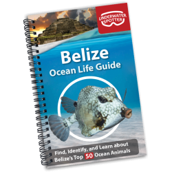Ocean Life Guide - Belize