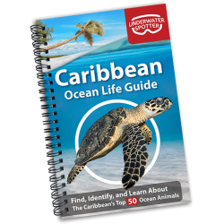 Ocean Life Guide - Caribbean
