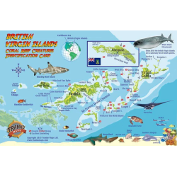 Fish ID Card - British Virgin Islands